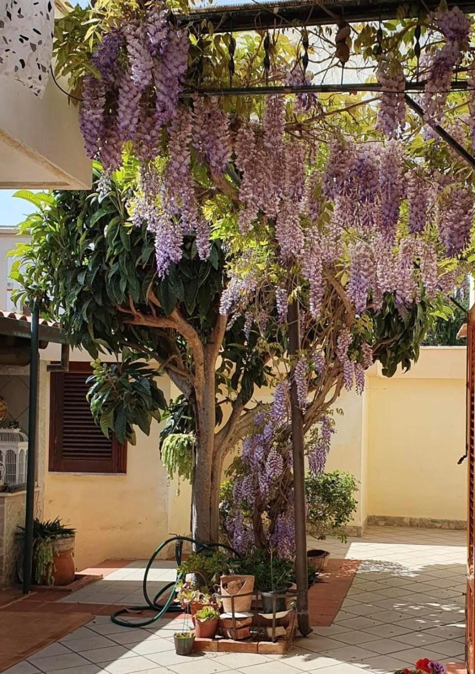 La Depandance Di Villa Rosa Locazioni Brevi Mondello Exterior foto